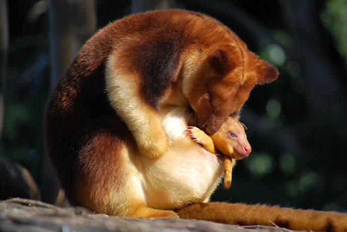 Turns Out Tree-Kangaroos Exist, And It’s Impossible To Scroll Down This List Without Smiling Turns Out Tree-Kangaroos Exist, And It’s Impossible To Scroll Down This List Without Smiling