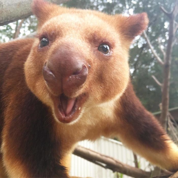 Turns Out Tree-Kangaroos Exist, And It’s Impossible To Scroll Down This List Without Smiling Turns Out Tree-Kangaroos Exist, And It’s Impossible To Scroll Down This List Without Smiling