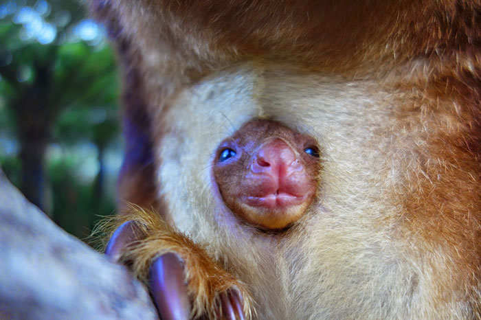 Turns Out Tree-Kangaroos Exist, And It’s Impossible To Scroll Down This List Without Smiling Turns Out Tree-Kangaroos Exist, And It’s Impossible To Scroll Down This List Without Smiling