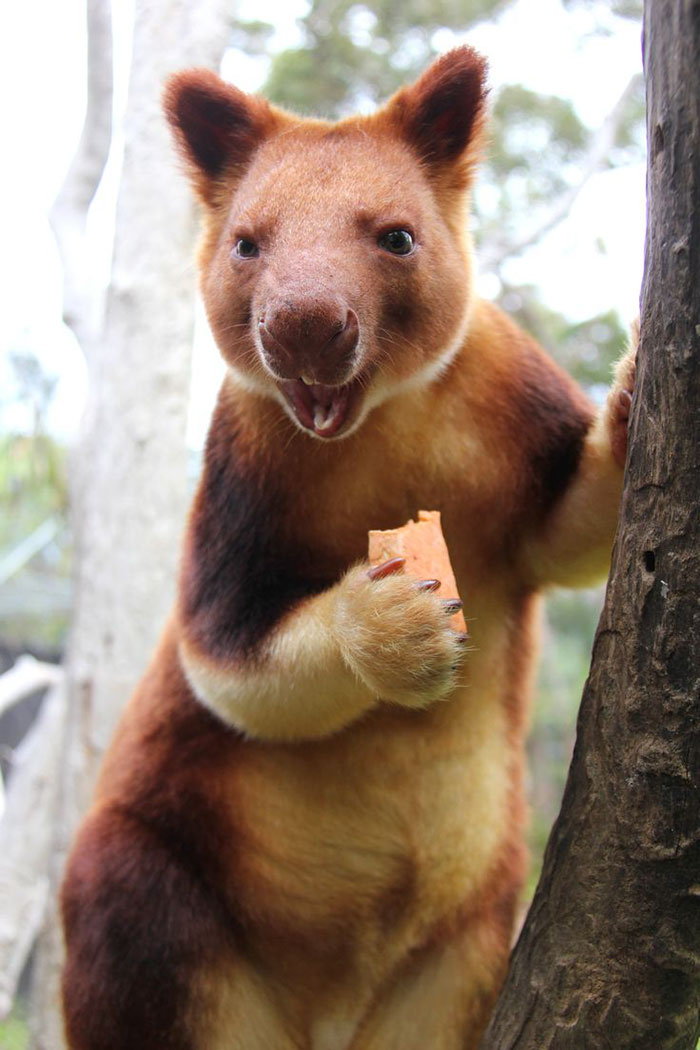 Turns Out Tree-Kangaroos Exist, And It’s Impossible To Scroll Down This List Without Smiling Turns Out Tree-Kangaroos Exist, And It’s Impossible To Scroll Down This List Without Smiling