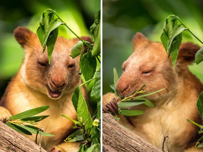 Turns Out Tree-Kangaroos Exist, And It’s Impossible To Scroll Down This List Without Smiling Turns Out Tree-Kangaroos Exist, And It’s Impossible To Scroll Down This List Without Smiling