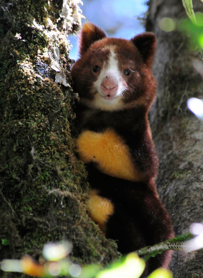 Turns Out Tree-Kangaroos Exist, And It’s Impossible To Scroll Down This List Without Smiling Turns Out Tree-Kangaroos Exist, And It’s Impossible To Scroll Down This List Without Smiling