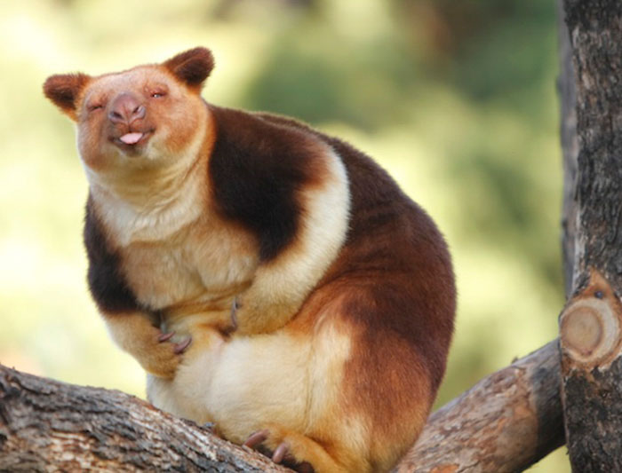 Turns Out Tree-Kangaroos Exist, And It’s Impossible To Scroll Down This List Without Smiling Turns Out Tree-Kangaroos Exist, And It’s Impossible To Scroll Down This List Without Smiling