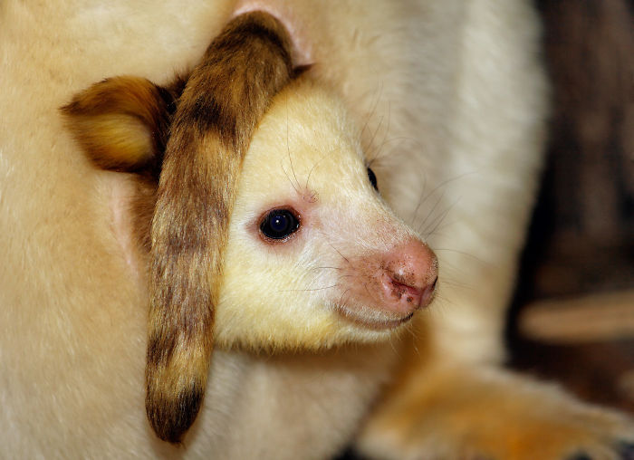Turns Out Tree-Kangaroos Exist, And It’s Impossible To Scroll Down This List Without Smiling Turns Out Tree-Kangaroos Exist, And It’s Impossible To Scroll Down This List Without Smiling