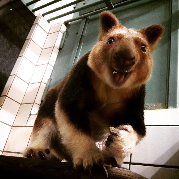 Turns Out Tree-Kangaroos Exist, And It’s Impossible To Scroll Down This List Without Smiling Turns Out Tree-Kangaroos Exist, And It’s Impossible To Scroll Down This List Without Smiling