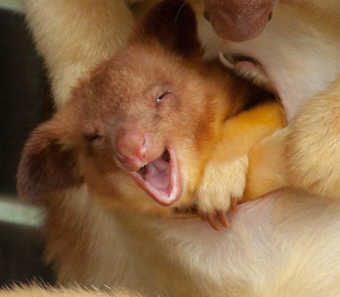 Turns Out Tree-Kangaroos Exist, And It’s Impossible To Scroll Down This List Without Smiling Turns Out Tree-Kangaroos Exist, And It’s Impossible To Scroll Down This List Without Smiling