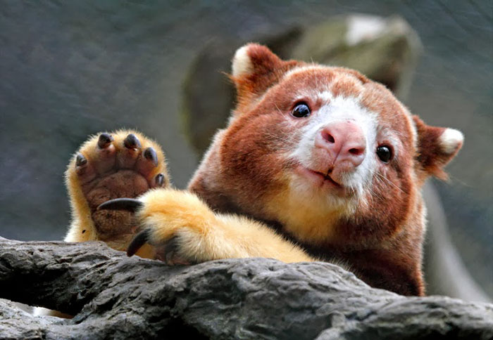 Turns Out Tree-Kangaroos Exist, And It’s Impossible To Scroll Down This List Without Smiling Turns Out Tree-Kangaroos Exist, And It’s Impossible To Scroll Down This List Without Smiling