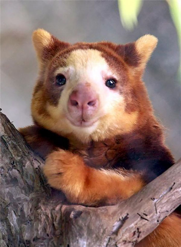 Turns Out Tree-Kangaroos Exist, And It’s Impossible To Scroll Down This List Without Smiling Turns Out Tree-Kangaroos Exist, And It’s Impossible To Scroll Down This List Without Smiling