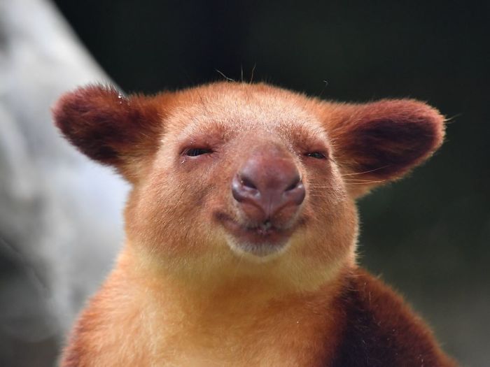 Turns Out Tree-Kangaroos Exist, And It’s Impossible To Scroll Down This List Without Smiling Turns Out Tree-Kangaroos Exist, And It’s Impossible To Scroll Down This List Without Smiling