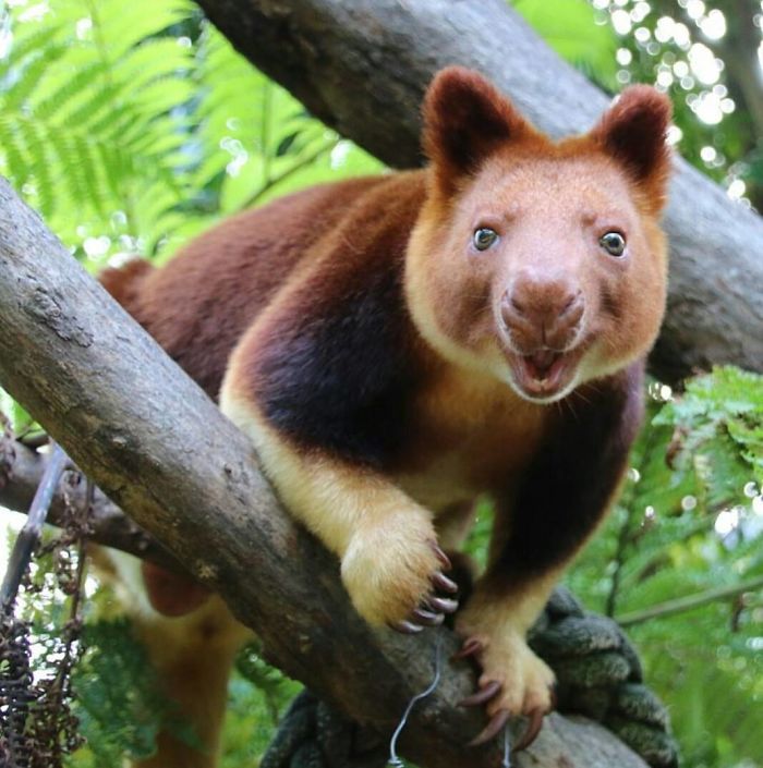 Turns Out Tree-Kangaroos Exist, And It’s Impossible To Scroll Down This List Without Smiling Turns Out Tree-Kangaroos Exist, And It’s Impossible To Scroll Down This List Without Smiling