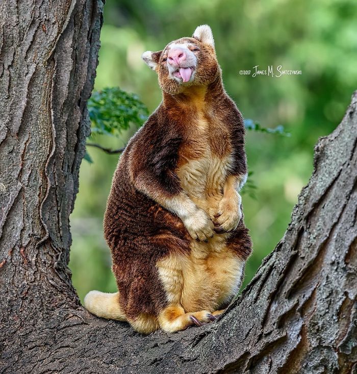 Turns Out Tree-Kangaroos Exist, And It’s Impossible To Scroll Down This List Without Smiling Turns Out Tree-Kangaroos Exist, And It’s Impossible To Scroll Down This List Without Smiling