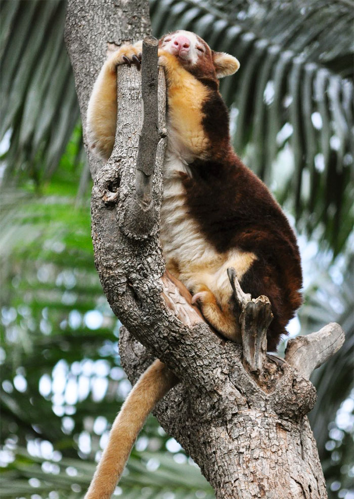 Turns Out Tree-Kangaroos Exist, And It’s Impossible To Scroll Down This List Without Smiling Turns Out Tree-Kangaroos Exist, And It’s Impossible To Scroll Down This List Without Smiling
