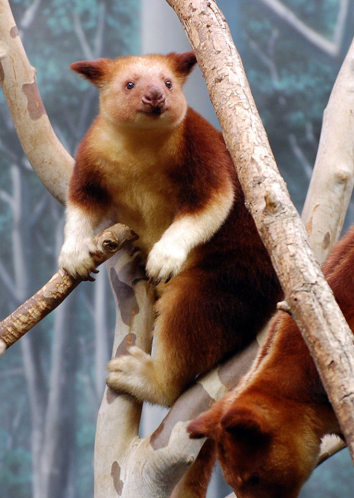 Turns Out Tree-Kangaroos Exist, And It’s Impossible To Scroll Down This List Without Smiling Turns Out Tree-Kangaroos Exist, And It’s Impossible To Scroll Down This List Without Smiling