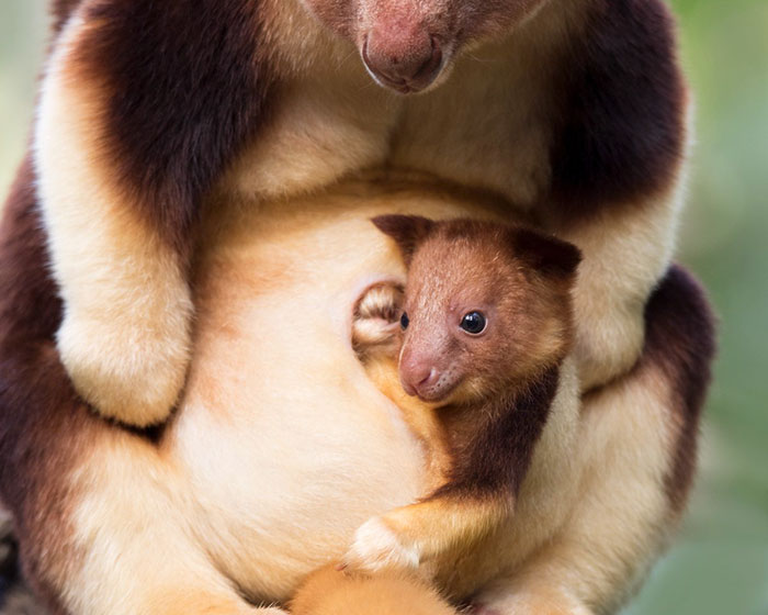 Turns Out Tree-Kangaroos Exist, And It’s Impossible To Scroll Down This List Without Smiling Turns Out Tree-Kangaroos Exist, And It’s Impossible To Scroll Down This List Without Smiling