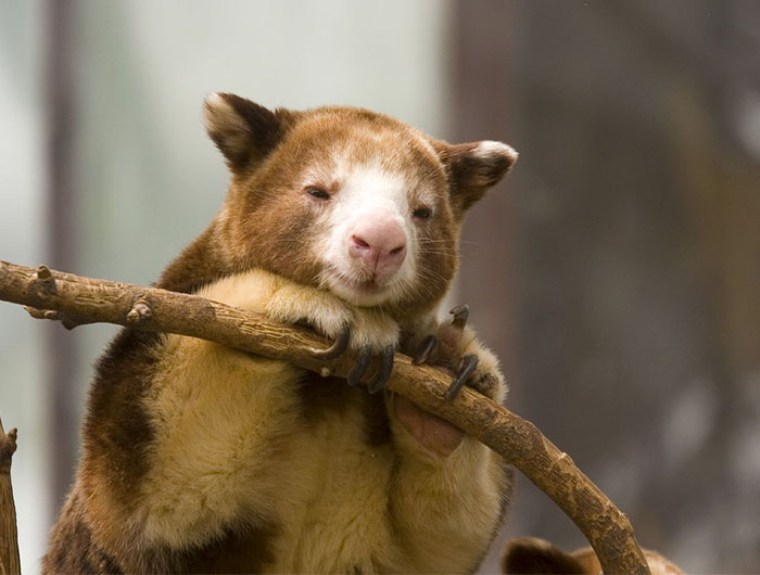 Turns Out Tree-Kangaroos Exist, And It’s Impossible To Scroll Down This List Without Smiling Turns Out Tree-Kangaroos Exist, And It’s Impossible To Scroll Down This List Without Smiling