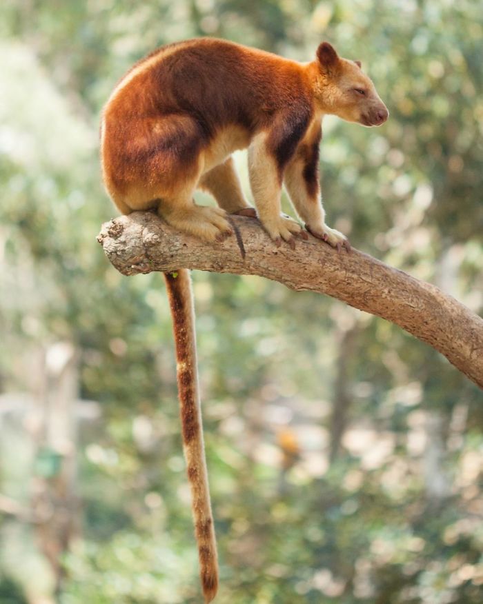 Turns Out Tree-Kangaroos Exist, And It’s Impossible To Scroll Down This List Without Smiling Turns Out Tree-Kangaroos Exist, And It’s Impossible To Scroll Down This List Without Smiling