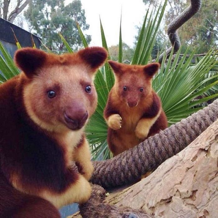 Turns Out Tree-Kangaroos Exist, And It’s Impossible To Scroll Down This List Without Smiling Turns Out Tree-Kangaroos Exist, And It’s Impossible To Scroll Down This List Without Smiling