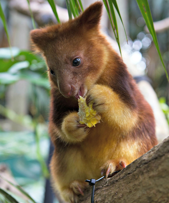 Turns Out Tree-Kangaroos Exist, And It’s Impossible To Scroll Down This List Without Smiling Turns Out Tree-Kangaroos Exist, And It’s Impossible To Scroll Down This List Without Smiling