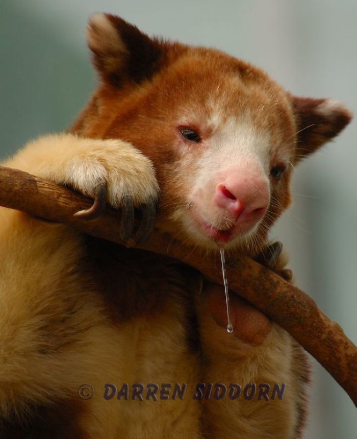 Turns Out Tree-Kangaroos Exist, And It’s Impossible To Scroll Down This List Without Smiling Turns Out Tree-Kangaroos Exist, And It’s Impossible To Scroll Down This List Without Smiling