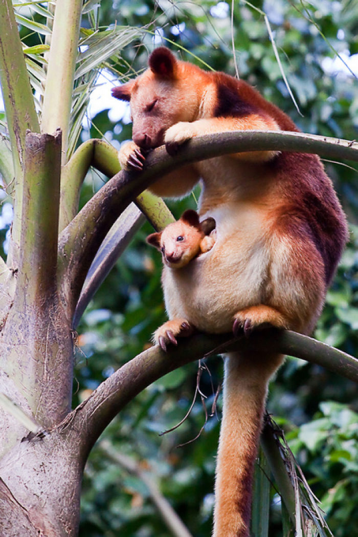 Turns Out Tree-Kangaroos Exist, And It’s Impossible To Scroll Down This List Without Smiling Turns Out Tree-Kangaroos Exist, And It’s Impossible To Scroll Down This List Without Smiling