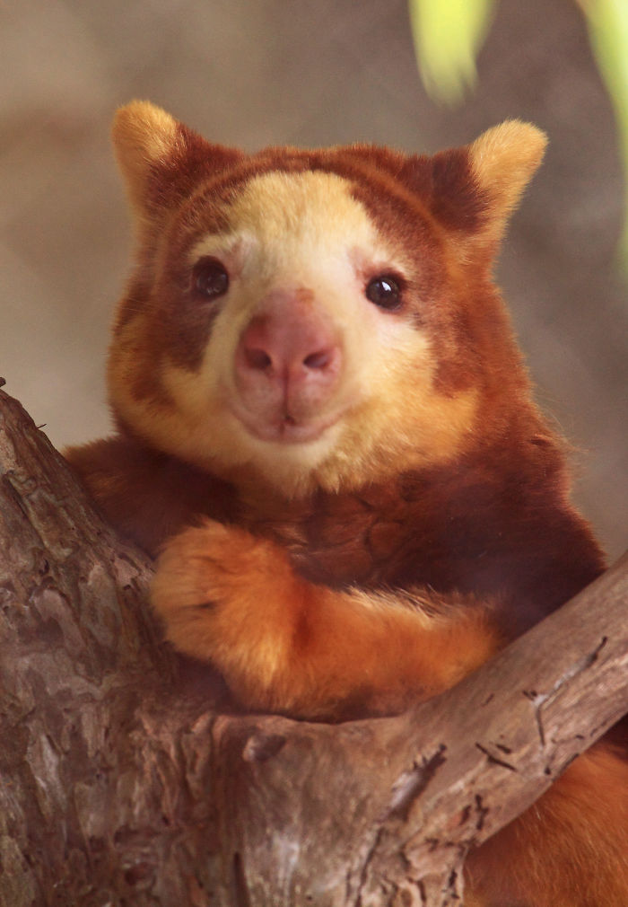 Turns Out Tree-Kangaroos Exist, And It’s Impossible To Scroll Down This List Without Smiling Turns Out Tree-Kangaroos Exist, And It’s Impossible To Scroll Down This List Without Smiling