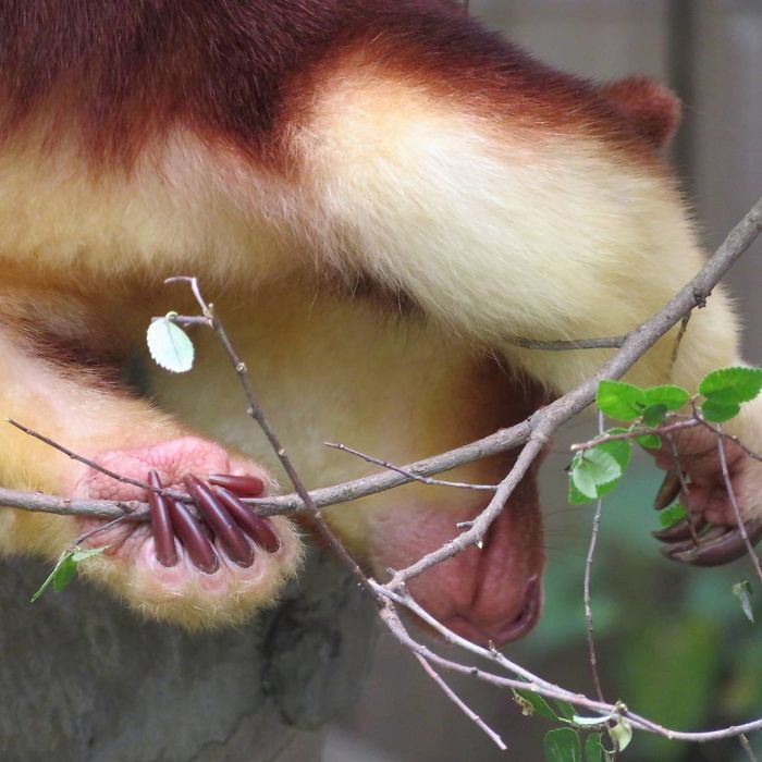 Turns Out Tree-Kangaroos Exist, And It’s Impossible To Scroll Down This List Without Smiling Turns Out Tree-Kangaroos Exist, And It’s Impossible To Scroll Down This List Without Smiling