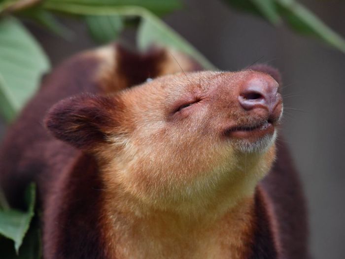 Turns Out Tree-Kangaroos Exist, And It’s Impossible To Scroll Down This List Without Smiling Turns Out Tree-Kangaroos Exist, And It’s Impossible To Scroll Down This List Without Smiling