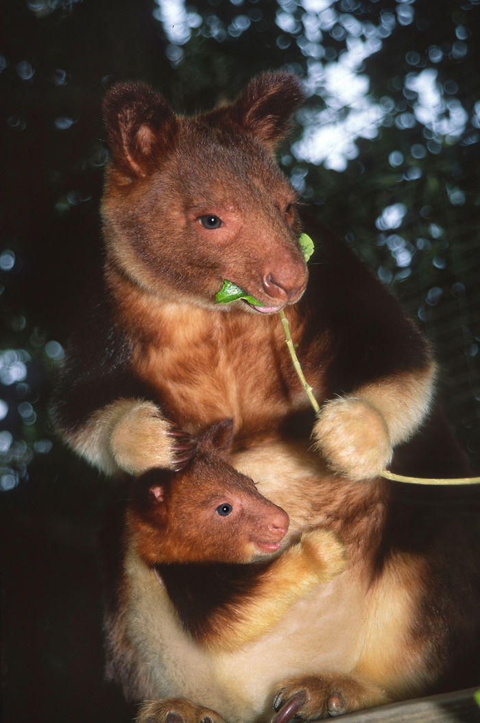 Turns Out Tree-Kangaroos Exist, And It’s Impossible To Scroll Down This List Without Smiling Turns Out Tree-Kangaroos Exist, And It’s Impossible To Scroll Down This List Without Smiling