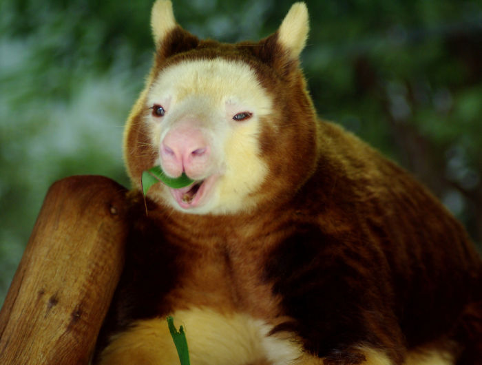 Turns Out Tree-Kangaroos Exist, And It’s Impossible To Scroll Down This List Without Smiling Turns Out Tree-Kangaroos Exist, And It’s Impossible To Scroll Down This List Without Smiling