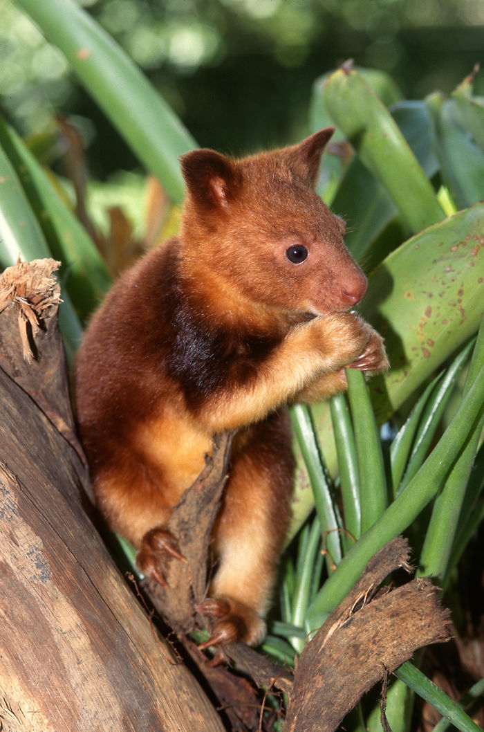 Turns Out Tree-Kangaroos Exist, And It’s Impossible To Scroll Down This List Without Smiling Turns Out Tree-Kangaroos Exist, And It’s Impossible To Scroll Down This List Without Smiling
