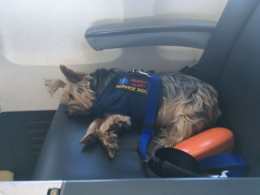 The Yorkie In The Cock-Pit Of A Boeing 747 The Yorkie In The Cock-Pit Of A Boeing 747