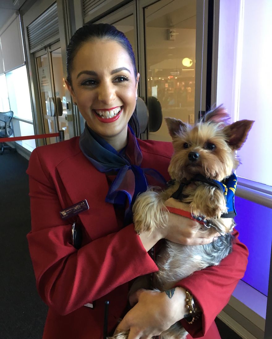 The Yorkie In The Cock-Pit Of A Boeing 747 The Yorkie In The Cock-Pit Of A Boeing 747
