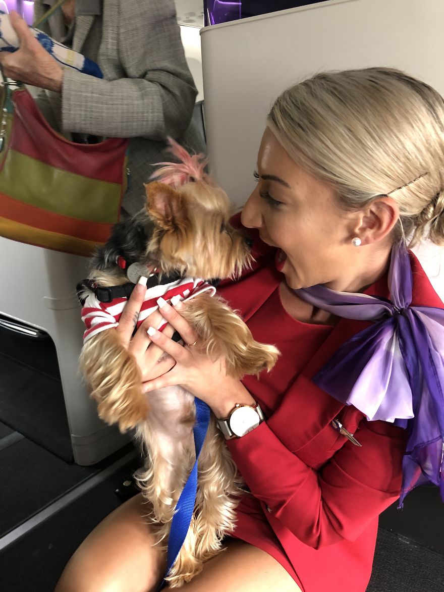 The Yorkie In The Cock-Pit Of A Boeing 747 The Yorkie In The Cock-Pit Of A Boeing 747