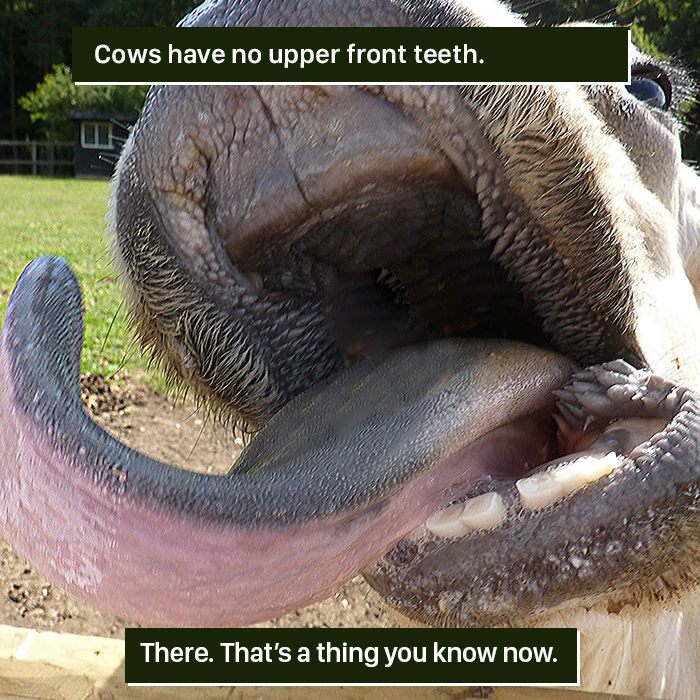 116 Times Nature Proved It&#8217;s Too Weird For Us To Handle