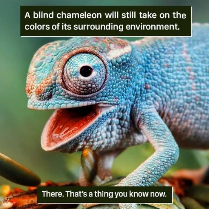 116 Times Nature Proved It&#8217;s Too Weird For Us To Handle