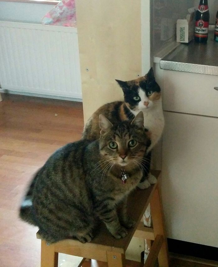 Post Your “Not So Perfect” Pets That Are Perfect To You Post Your “Not So Perfect” Pets That Are Perfect To You