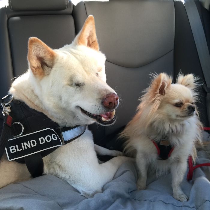 Post Your “Not So Perfect” Pets That Are Perfect To You Post Your “Not So Perfect” Pets That Are Perfect To You