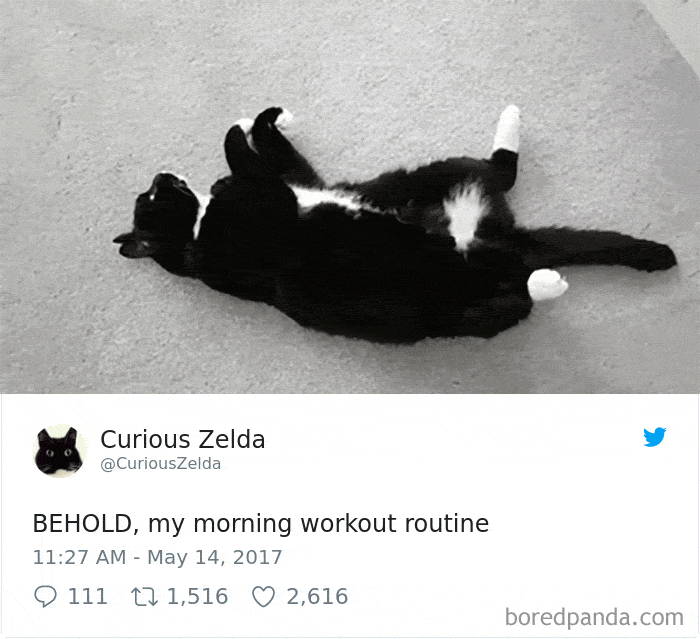 73 Funny Tweets By Curious Zelda That Will Instantly Make Your Day
