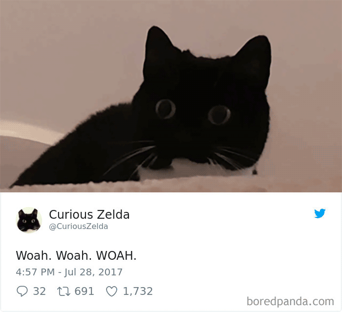 73 Funny Tweets By Curious Zelda That Will Instantly Make Your Day