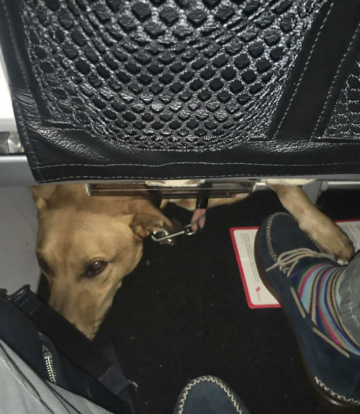 114 Flights That Had The Best Passengers 114 Flights That Had The Best Passengers