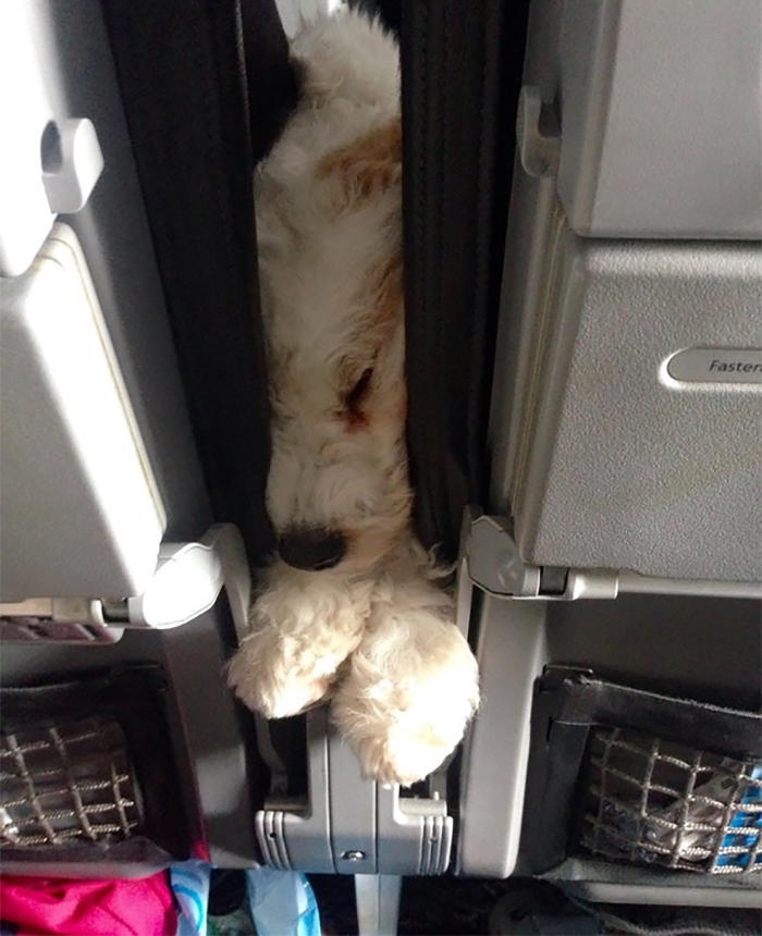 114 Flights That Had The Best Passengers 114 Flights That Had The Best Passengers