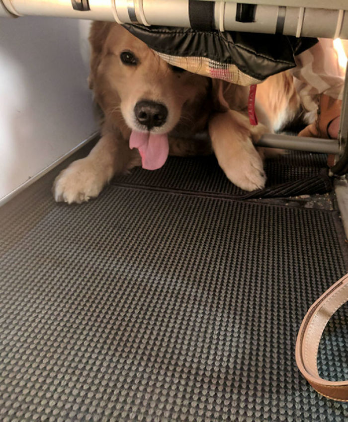 114 Flights That Had The Best Passengers 114 Flights That Had The Best Passengers