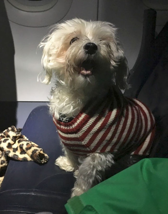 114 Flights That Had The Best Passengers 114 Flights That Had The Best Passengers