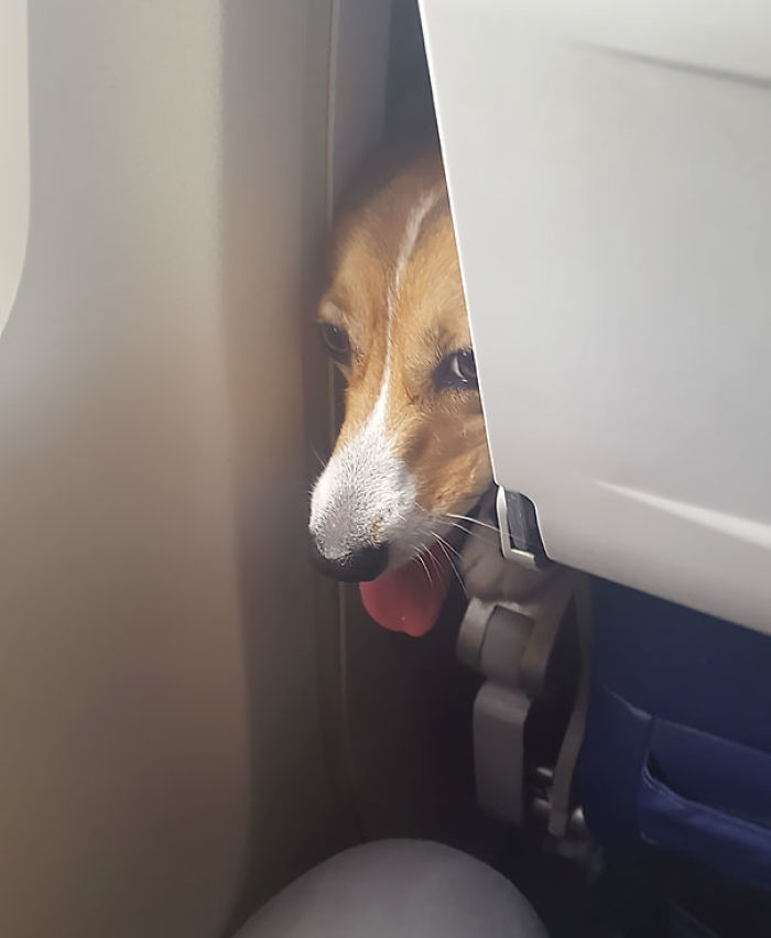 114 Flights That Had The Best Passengers 114 Flights That Had The Best Passengers