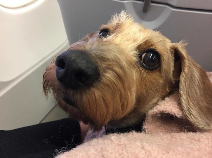 114 Flights That Had The Best Passengers 114 Flights That Had The Best Passengers