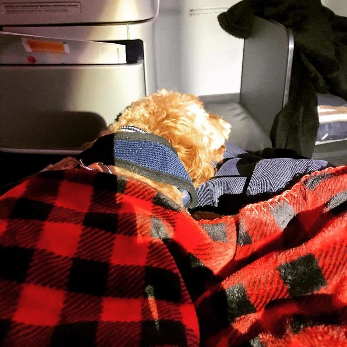 114 Flights That Had The Best Passengers 114 Flights That Had The Best Passengers