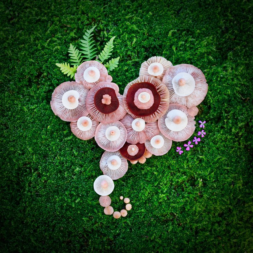I Create My Own Dream World Using Wild Mushrooms