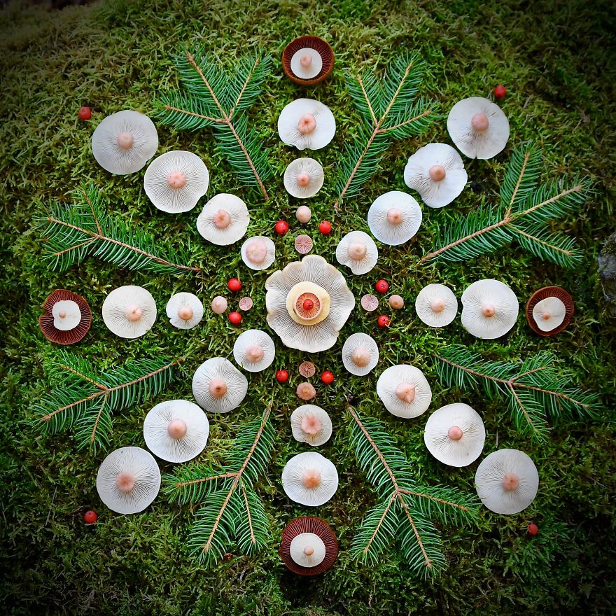 I Create My Own Dream World Using Wild Mushrooms