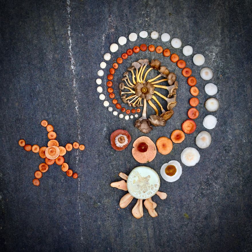 I Create My Own Dream World Using Wild Mushrooms