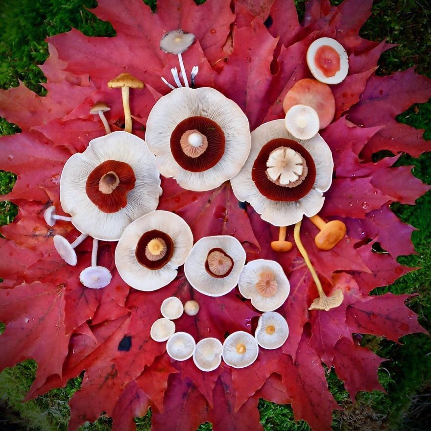 I Create My Own Dream World Using Wild Mushrooms